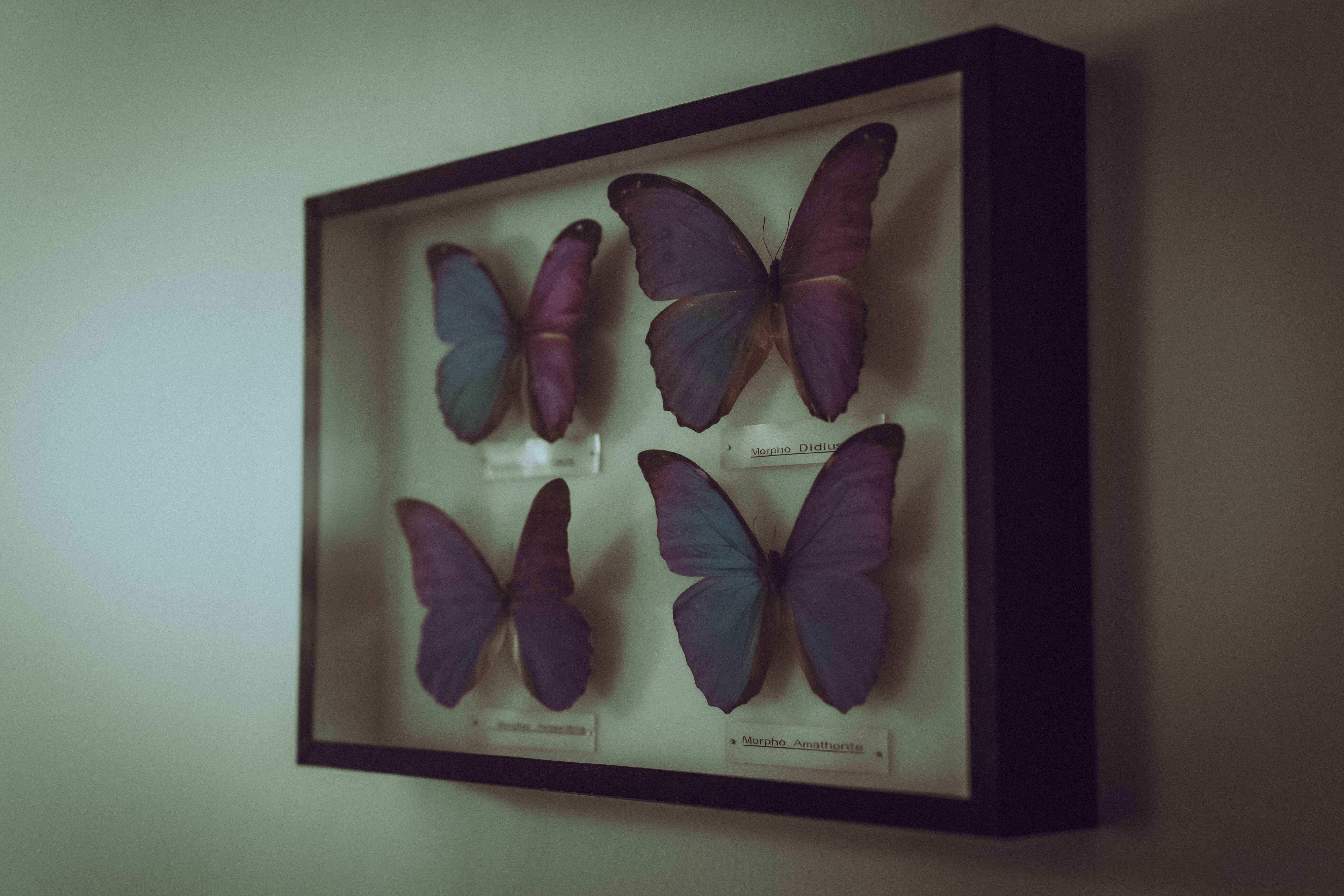 Rasage traditionnel Colmar